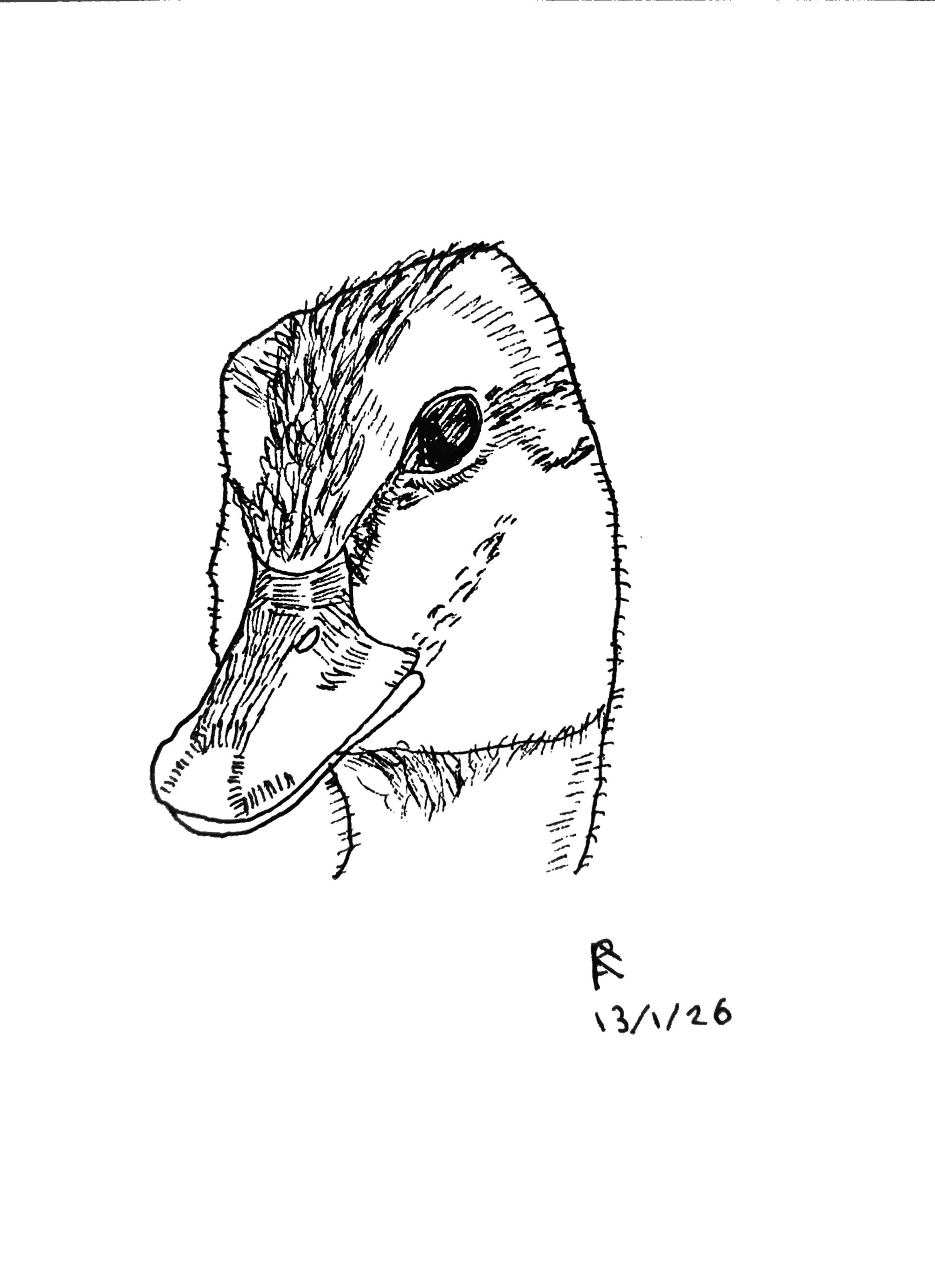 Duck, Pen